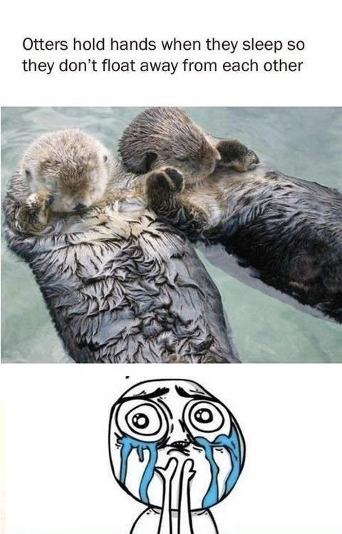 Otters Holding Hands Meme
