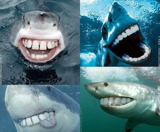 Sharks with human-like teeth