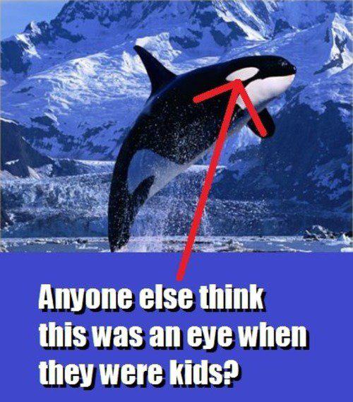Childhood misconception about orcas