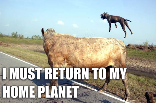 Goat's Epic Space Program Launch