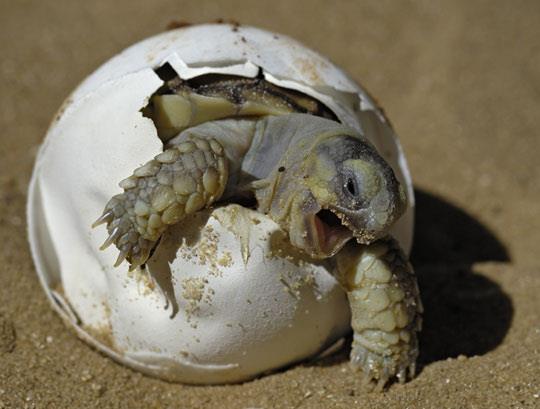Turtle Hatching: Awkward First Steps