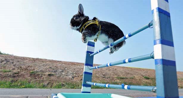 Bunny with Hops!