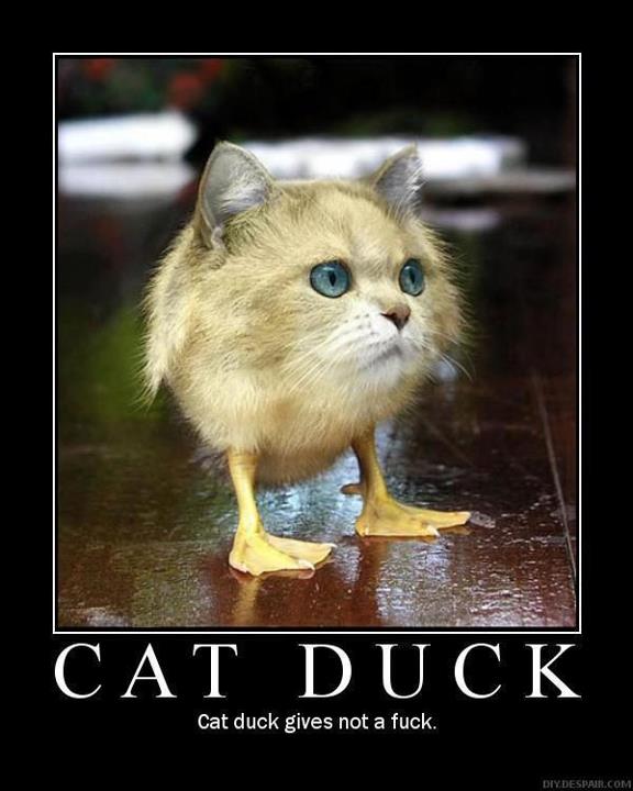Purr-Quack: The Ambivalence!