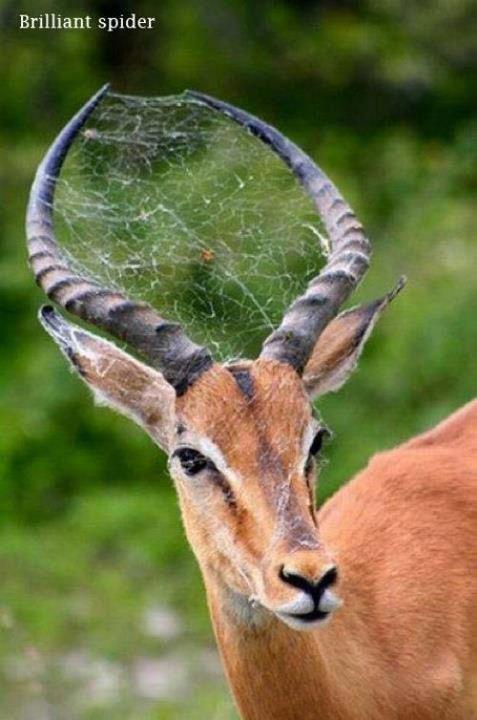 Nature's Satellite Dish: Critter Edition