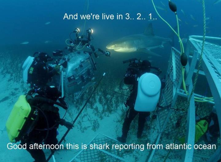 Shark Newscaster Underwater
