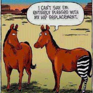 When you get zebra benefits.