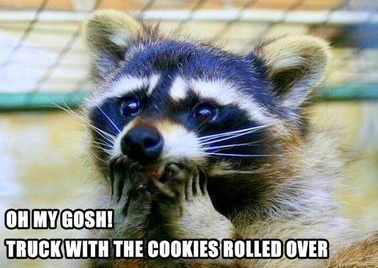 Raccoon's Cookie Catastrophe!