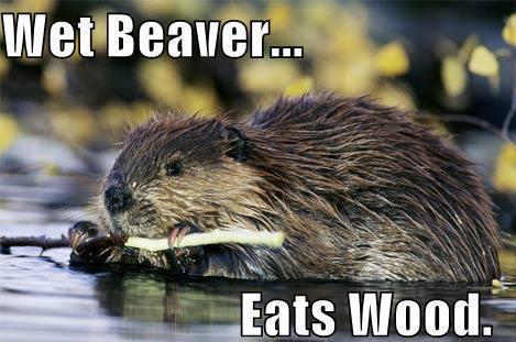 Beaver Pun Meme