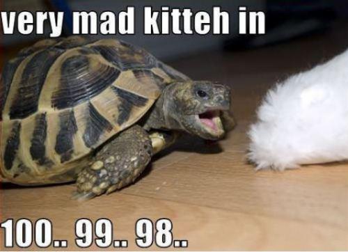 Tortoise Countdown: Slow Rage Activated!