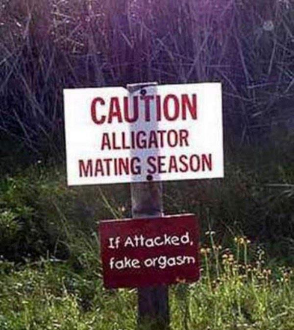 Alligator mating advice humor
