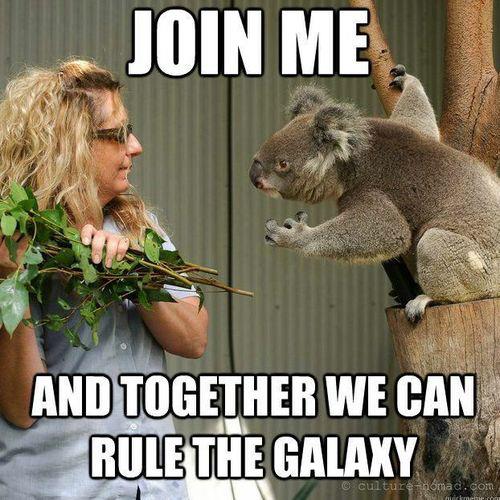 Koala Vader's Ambitious Proposal