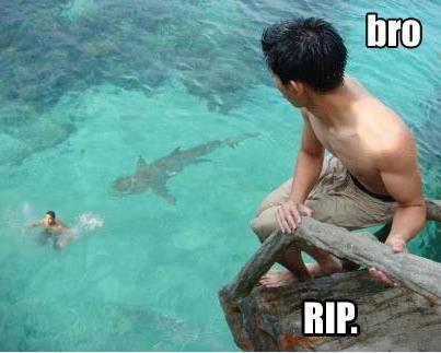 Imminent Shark Encounter