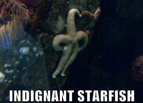 Starfish with a 'human' expression