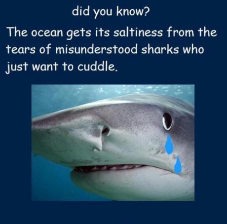Cuddly Shark Tears Meme