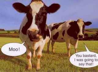 Stealing My Moo-ment!