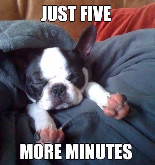 Snooze-loving dog meme
