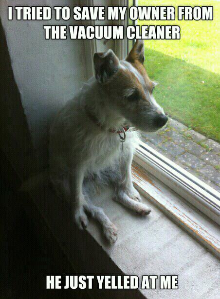 Misunderstood Hero Dog