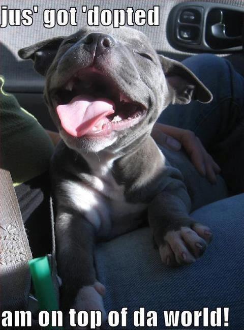 Ecstatic Puppy Celebrates Adoption