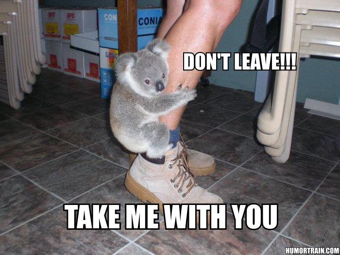 Koala's Ultimate Hug of Desperation