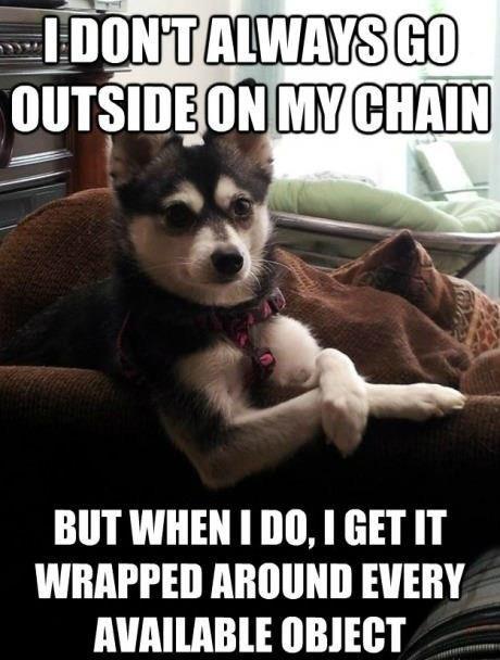 Dog's leash troubles humor