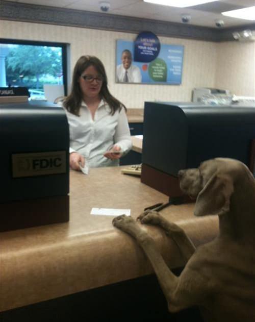 Dog Making a Transaction