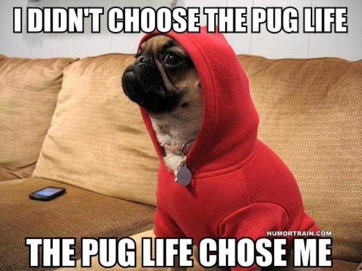 Pug in Hoodie Meme