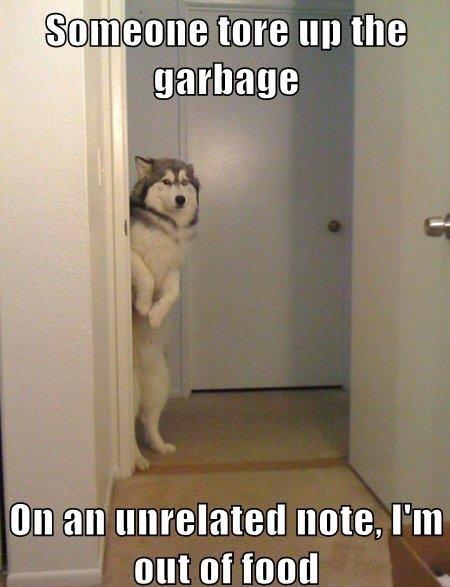 Guilty dog's witty excuse