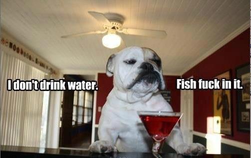 Sophisticated Dog's Beverage Choice