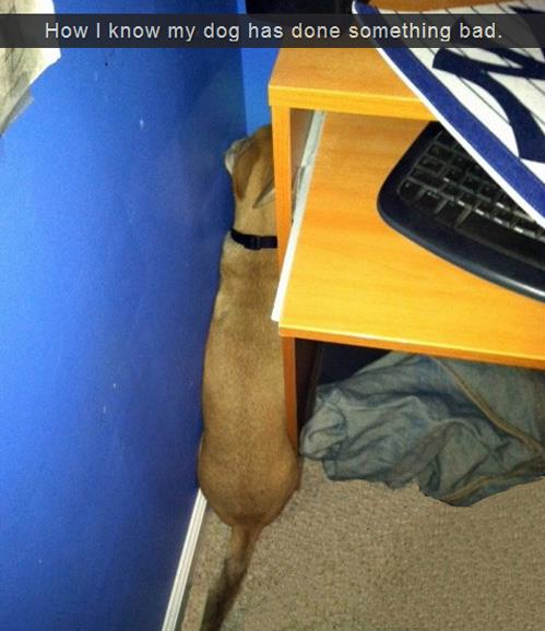 Guilty Dog Hides Face