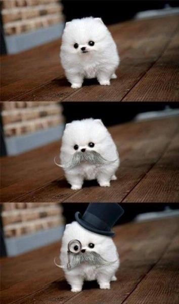 Sophisticated dog transformation