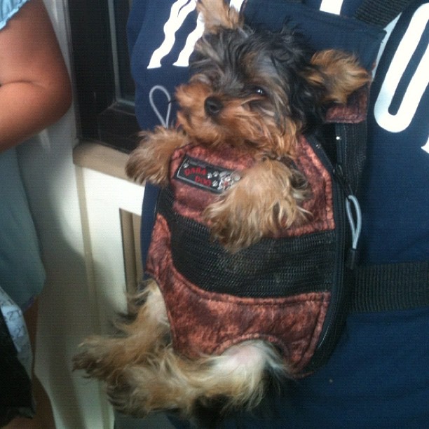 Puppy in a Tiny Backpack
