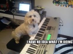 Dog playing piano meme