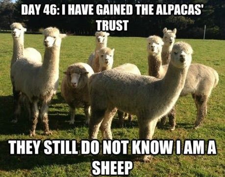 Undercover Sheep in Alpaca Land