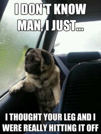 Misunderstood Affectionate Pug