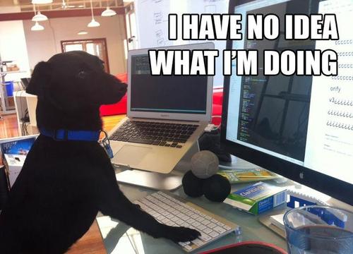 Dog at Computer: Confusion Level Expert