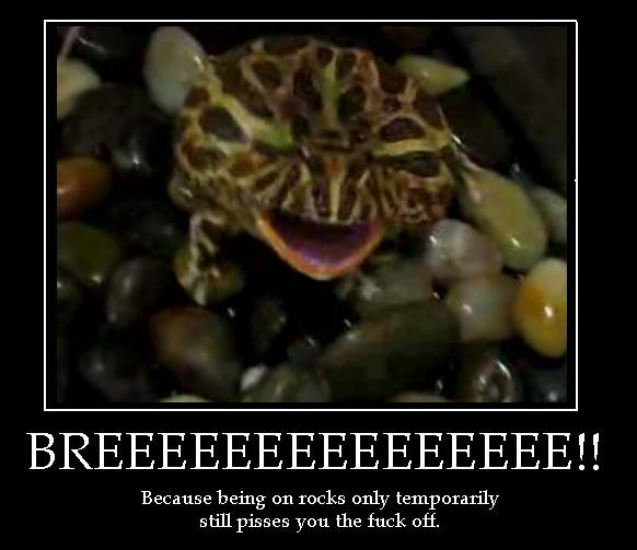 Angry Frog Meme