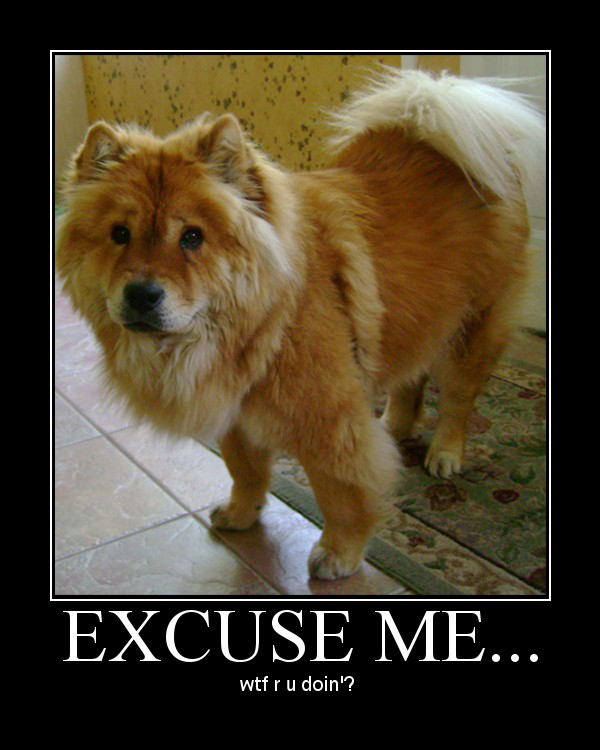 Perplexed Dog Expressing Surprise