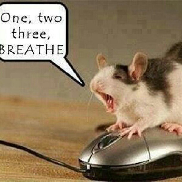 Mouse discovers mouse!