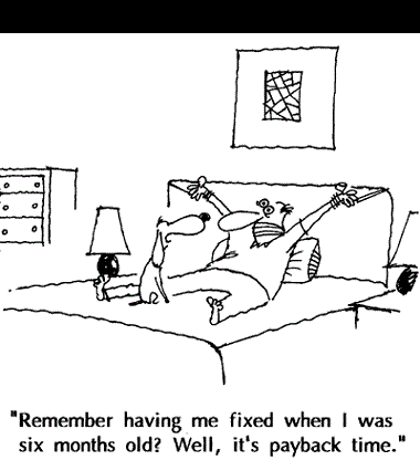Revengeful dog humor