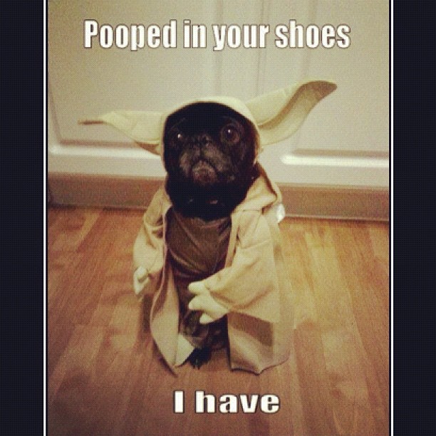 Jedi Dog's Shoe Surprise