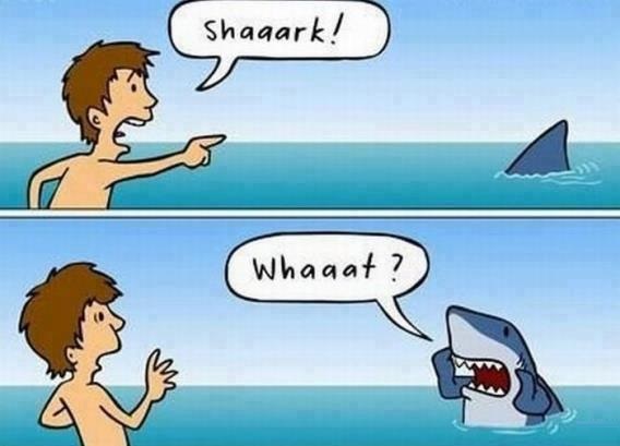 Shark misunderstanding conversation