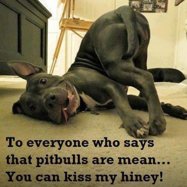 Pitbull Defends Its Reputation