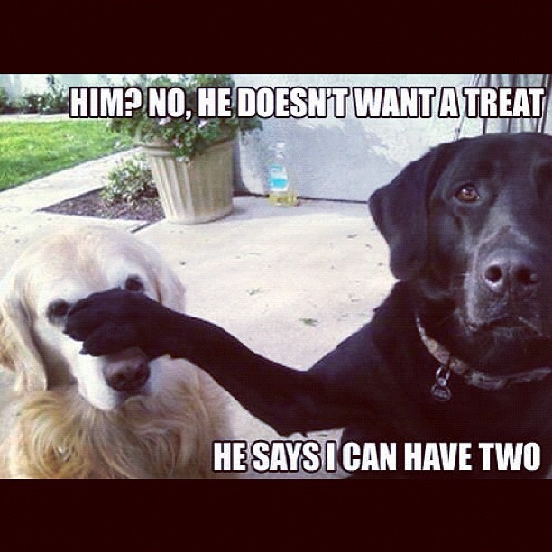 Dog tricks friend for treats