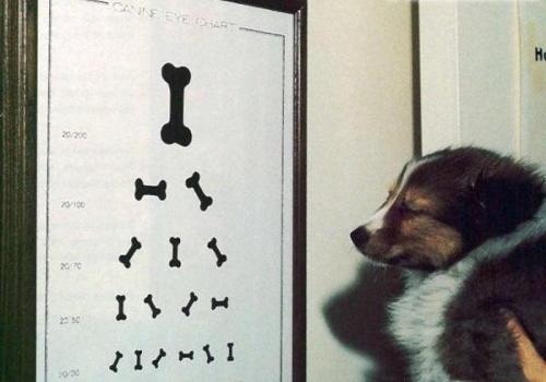 Dog's version of an eye chart