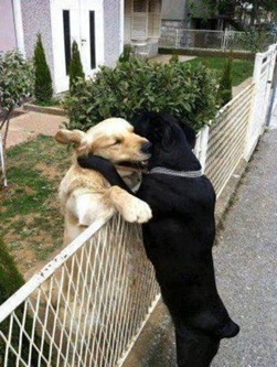 Neighborly Dog Hug