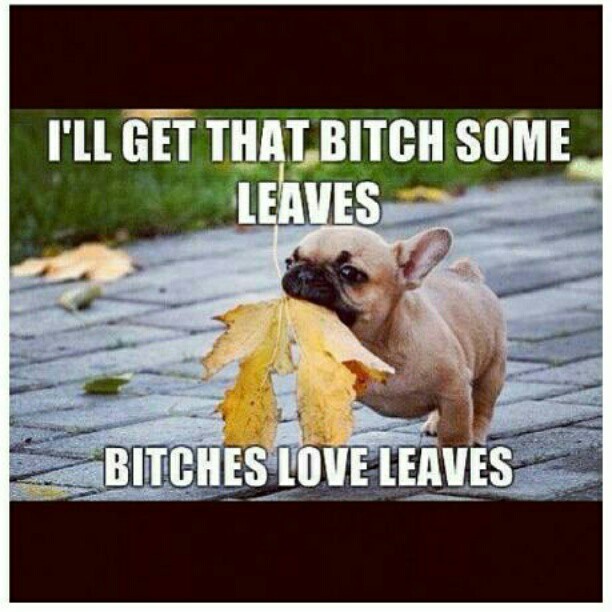 Determined dog with leaves