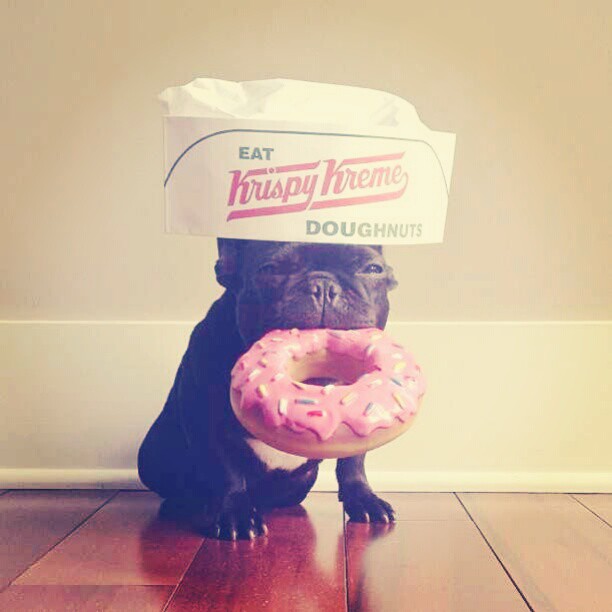 Doughnut-Loving Dog Disguise