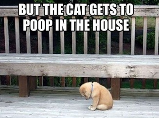 Pet Inequality Humor
