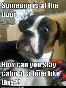 Dog's Comical Overreaction