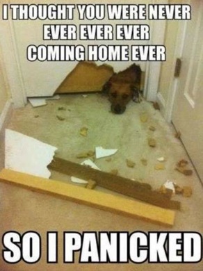Dog's home alone panic mode
